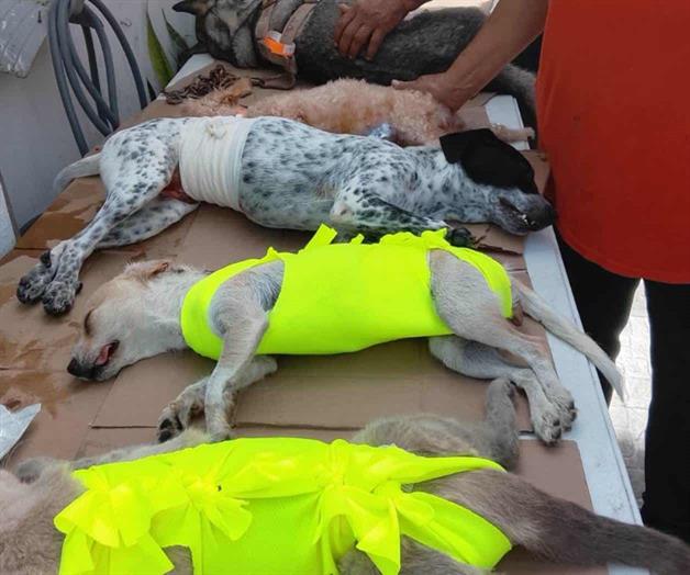 Llevar&aacute;n a cabo jornada  gratuita de esterilizaci&oacute;n