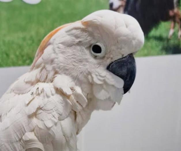 Cárcel para el responsable de cacatúa asegurada en Mérida