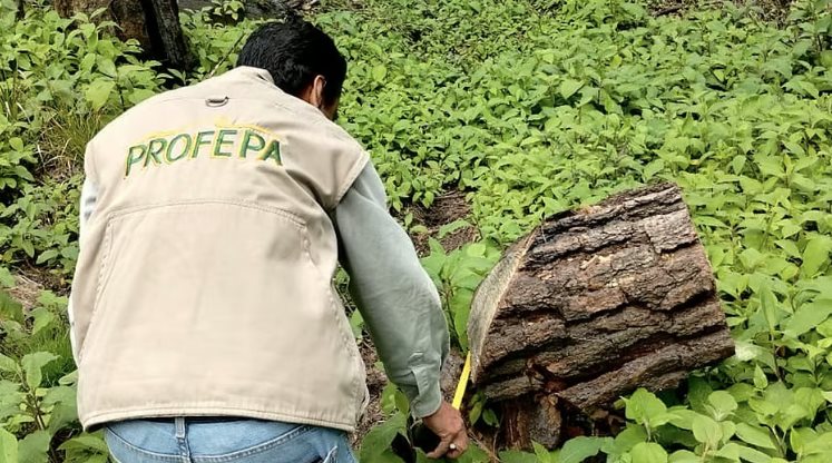 Profepa alerta sobre fraudes a trav&eacute;s de falsos inspectores