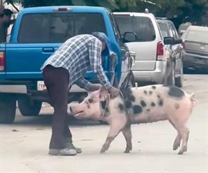 Vuelven viral a mascota porcina