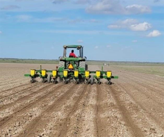 Inicia siembra de sorgo