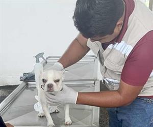 Inspeccionan mascotas en Altamira para prevenir gusano barrenador