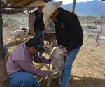 Tamaulipas implementa barrido sanitario contra brucelosis en caprinos