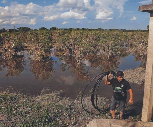 Inundaciones afectan producci&oacute;n citr&iacute;cola en Veracruz