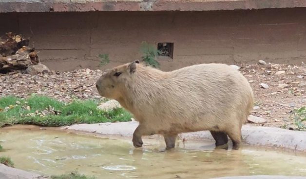 Capibaras llegan al Zool&oacute;gico Tamat&aacute;n en Ciudad Victoria