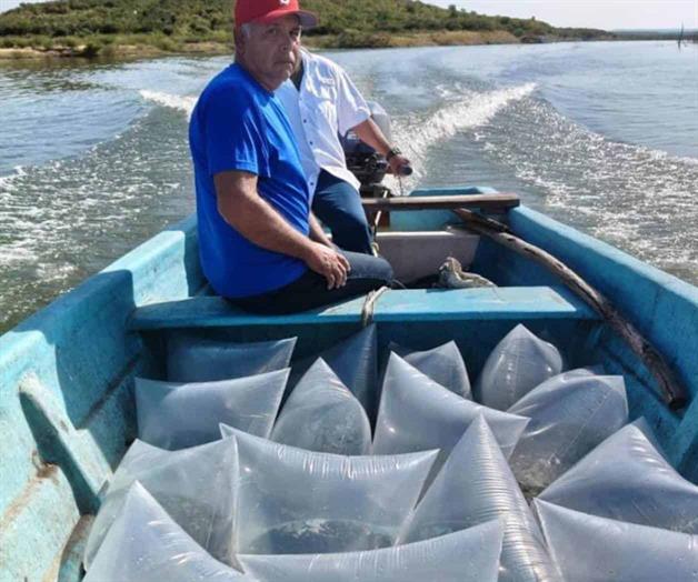 Siembran 200 mil alevines de tilapia en presas de Tamaulipas