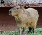 Capibaras llegan al Zool&oacute;gico Tamat&aacute;n en Ciudad Victoria