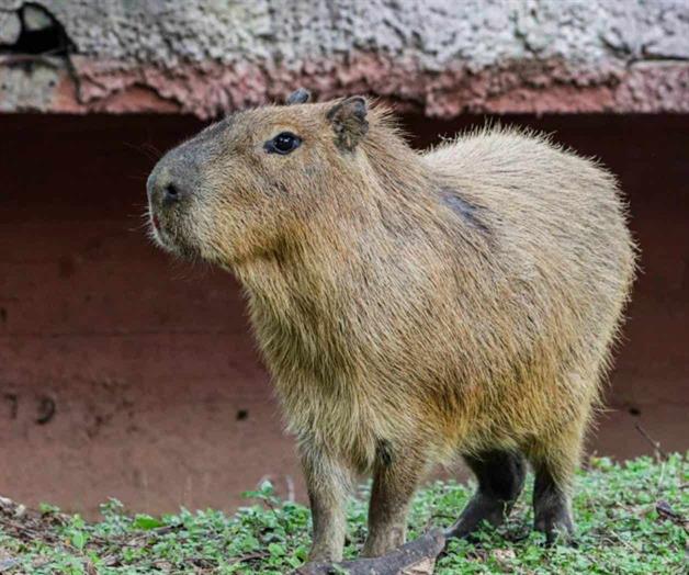 Capibaras llegan al Zool&oacute;gico Tamat&aacute;n en Ciudad Victoria