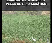 Habitantes denuncian plaga de lirio acuático