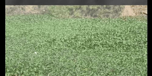 Habitantes denuncian plaga de lirio acu&aacute;tico