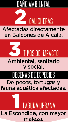 Regresa lirio acu&aacute;tico por abandono oficial