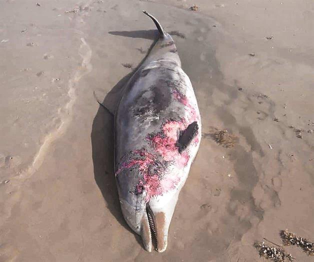 Aparecen m&aacute;s delfines muertos
