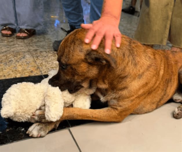 Perro callejero es adoptado tras conmover al jugar con un peluche