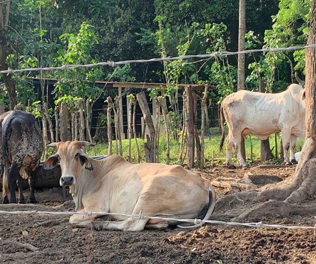 Da&ntilde;os incalculables por el gusano barrenador