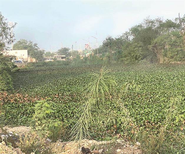 Regresa lirio acu&aacute;tico por abandono oficial