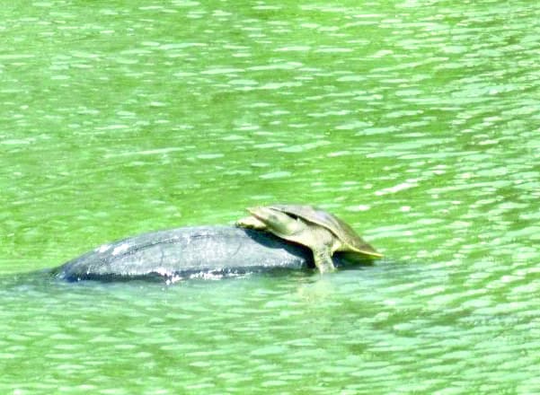 Regresa lirio acu&aacute;tico por abandono oficial