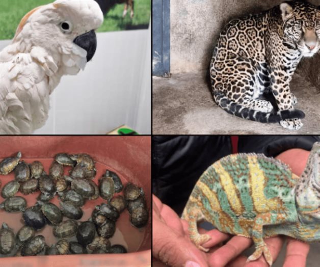 Tigres, tortugas, aves y monos, los m&aacute;s traficados y como mascota