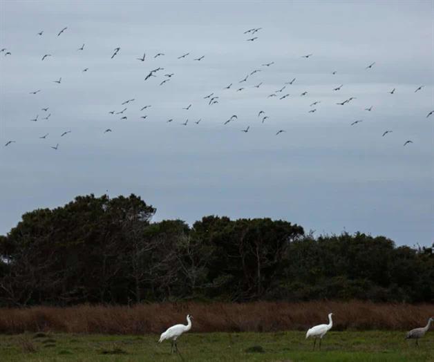 Preservan h&aacute;bitat para las grullas trompeteras