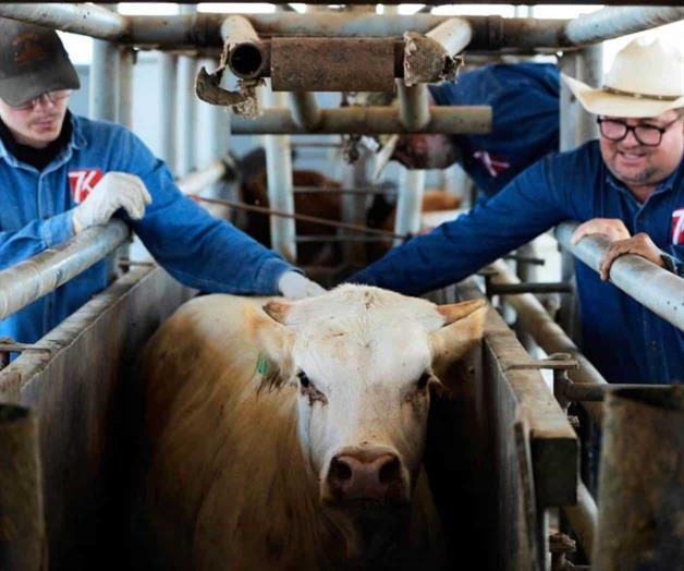 Se aproxima al Valle gusano barrenador