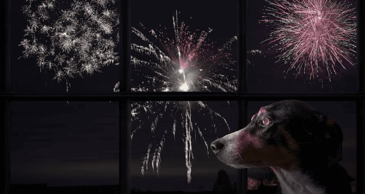 Consejos para proteger a tu mascota de la pirotecnia en fin de año Consejos para proteger a tu mascota de la pirotecnia en fin de año