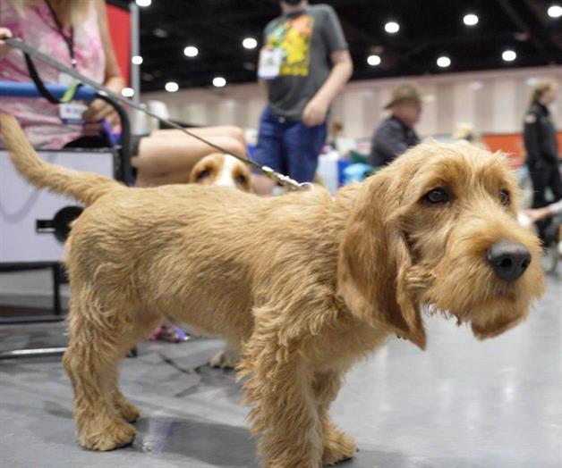 El AKC reconoce nuevas razas de perros en 2026 El AKC reconoce nuevas razas de perros en 2026