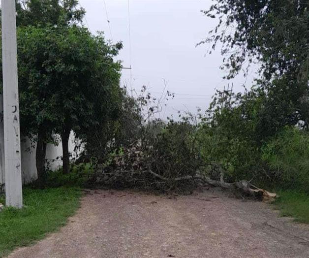 Vientos derrumban  anuncios y &aacute;rboles