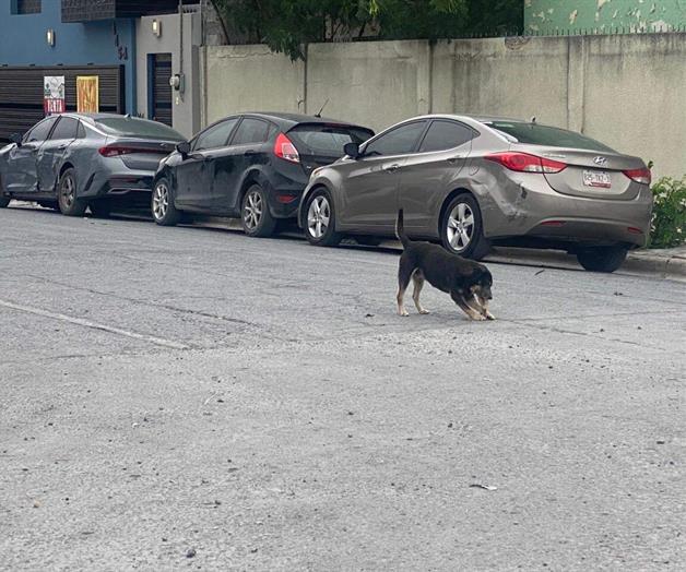 Provocan cuetes p&aacute;nico en mascotas