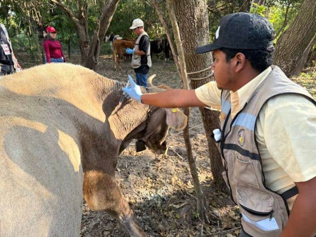 Confirman primer caso de gusano barrenador en Tamaulipas