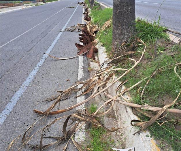 Arranca el viento ramas de palmeras urbanas