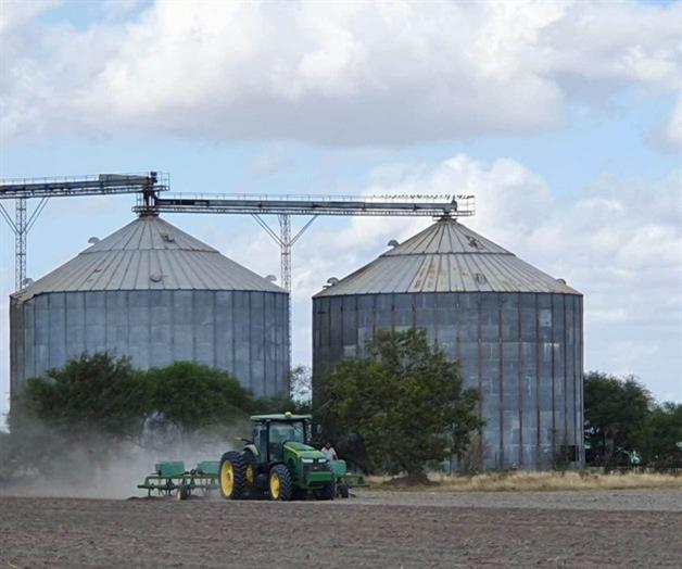 Sigue apuesta por siembra de sorgo Sigue apuesta por siembra de sorgo