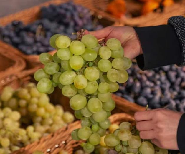 Aumenta producción de la uva en México Aumenta producción de la uva en México