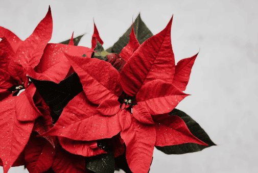 &iquest;C&oacute;mo podar la flor de Nochebuena para que sobreviva?