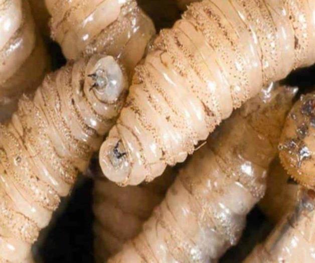 Indagan caso de gusano barrenador en Altamira Indagan caso de gusano barrenador en Altamira