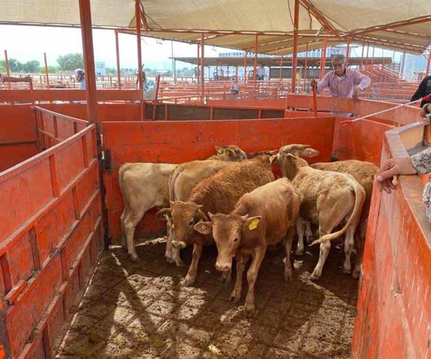 Alerta por gusano barrenador