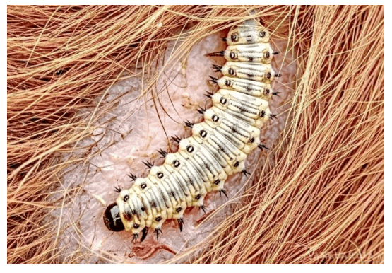 Alerta por gusano barrenador