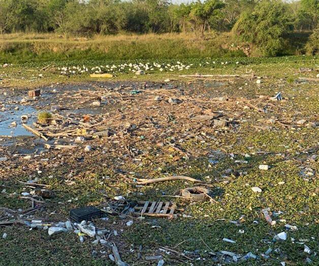 Invade lirio acu&aacute;tico a laguna La Escondida