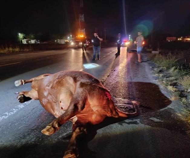 Se impacta contra vaca