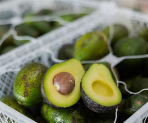 Senado impulsa aguacate mexiquense en los EU Senado impulsa aguacate mexiquense en los EU