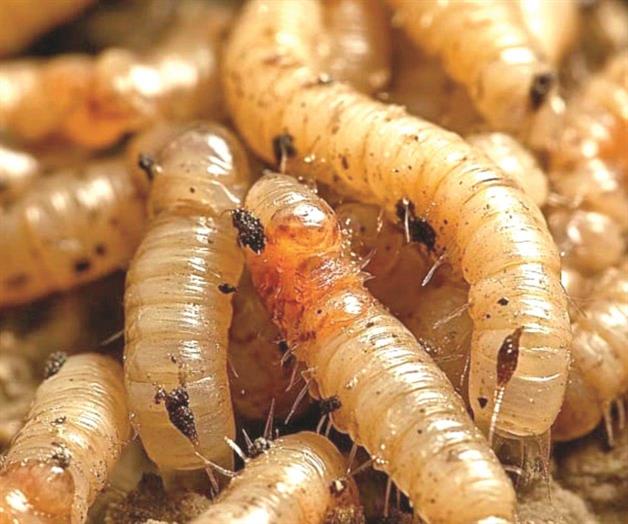 Autoridades mexicanas confirman dos casos aislados de gusano barrenador en Tamaulipas