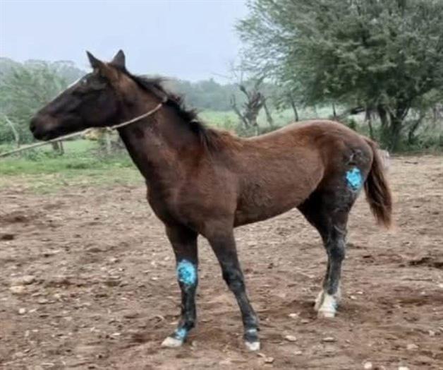 Activan cerco por gusano barrenador