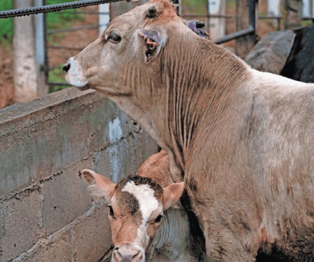 Detectan caso de gusano barrenador en Villa Madero, Michoac&aacute;n