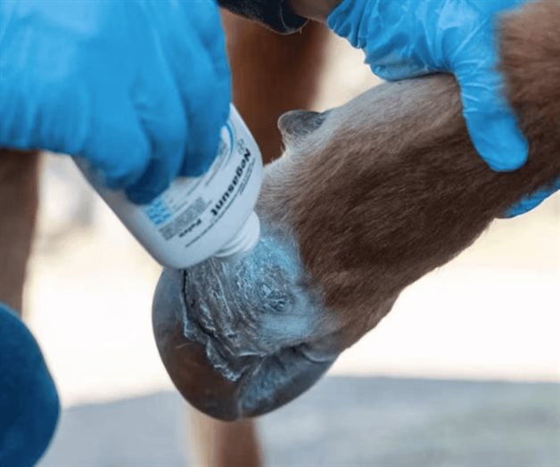 Gusano barrenador contin&uacute;a dispers&aacute;ndose en el centro de M&eacute;xico