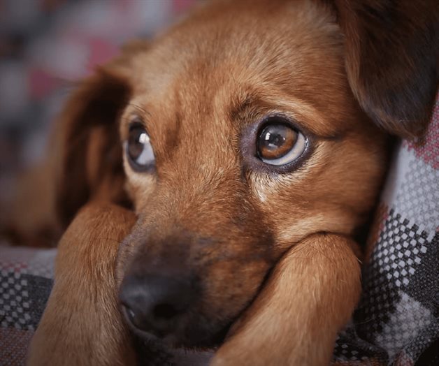 &iquest;Los perros pueden distinguir la voz de sus due&ntilde;os?