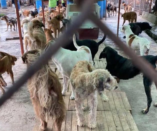 Esperan indagaci&oacute;n por denuncias de maltrato en refugio para animales