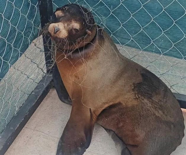 Rescate de lobo marino en San Carlos por Profepa y voluntarios Rescate de lobo marino en San Carlos por Profepa y voluntarios