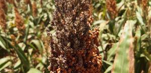 Mesa nacional definir&aacute; precios del sorgo y ma&iacute;z