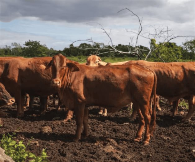 Gusano barrenador: casos activos caen 57% en un mes: Sader Gusano barrenador: casos activos caen 57% en un mes: Sader