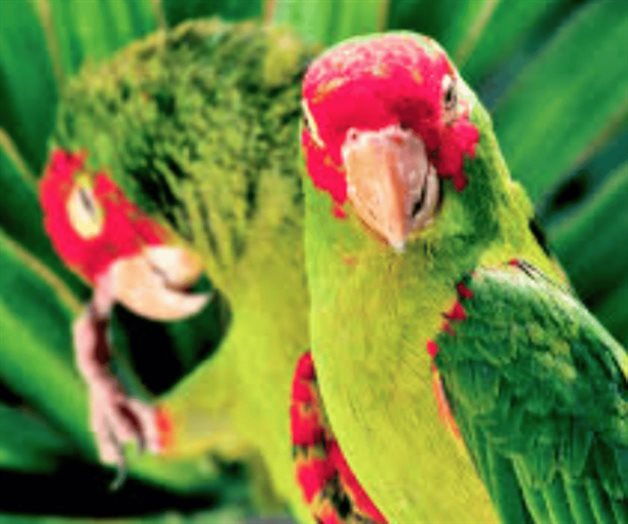 Oficiales de CBP interceptan loros; detienen a pareja