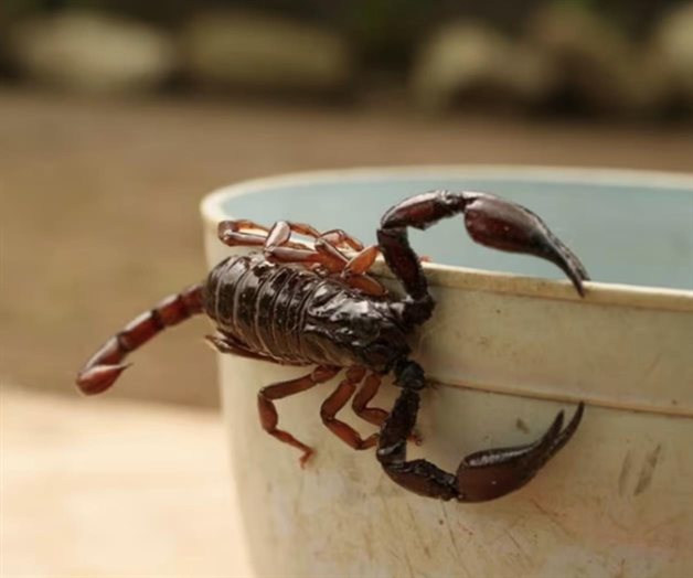 Sheinbaum garantiza medicamento contra picadura de alacranes