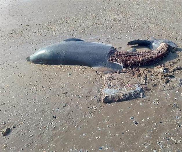 Denuncia ecologista riobravense: continúa este 2026 exterminio de delfines Denuncia ecologista riobravense: continúa este 2026 exterminio de delfines